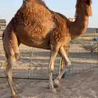 للبيع ناقه حايل