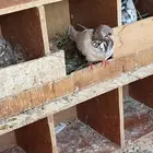 للبيع حمام مشكل