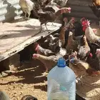 دجاج بلدي