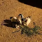 ارانب للبيع