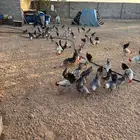 بيض بلدي مخصب