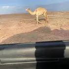 قعود للبيع
