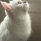 للتبني قط