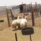 بهم 6 شهور