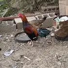 ديك باكستاني هجين
