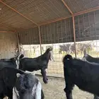 للبيع تيوس وجفار العدد 10