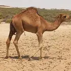 قعود عمر 7 شهور