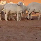 خرفان ورخال طيبه وجزله