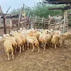 رخال رفيدي