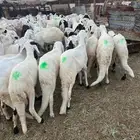 طليان سواكن