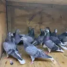 حمام زرق