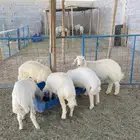 طليان ورخال وتيوس هرفي وطليان جبره