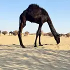قعود للبيع