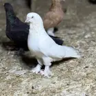 ذكر عراقي توب ابيض