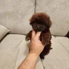 مالتيبو تي كب شوكلت