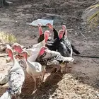 رومي ديوك 20 حبة