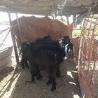 البيع تيوس