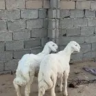 خروفين كفو