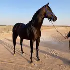 حصان نقليزي قطعة مميزة بالقصيم