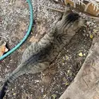 قطوه صادمتها سياره احد يتبنى حالتها و يعالجها