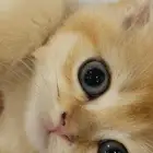 قطط