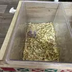 فرخ كروان(تم البيع)