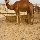 للبيع ناقه جزر حايل