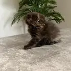 3 قط سكوتش مكس شيرازي