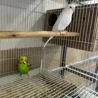 اجوز روز بادجي كروان