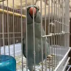 ببغاء