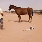 فرس عمرها 10 سنوات للبيع