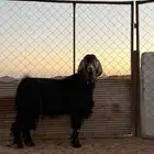 فحل عارضي اجم