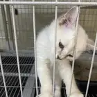 قطة هملايا
