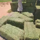 برسيم تبوك مخلوط زريع