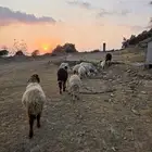 ضان للبيع