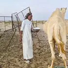 عشراء وضحى للبيع