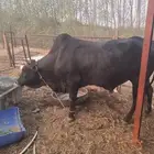 ثور فحل للبيع