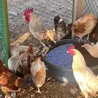 دجاج بلدي بياض