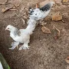 ديك و دجاجه براهم
