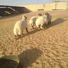 فحول نعيمي