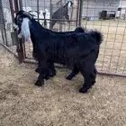 تيوس نظيفه بريه