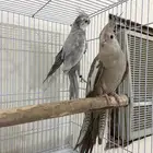 جوز كروان دومنت سنقل