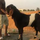 تيس ثني فحل حار بالقريع سليم من الامراض الصحه فل الفل