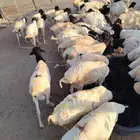 عرض الجملة تيوس وبرابر نخب أول