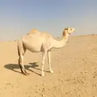 ناقه لقحه