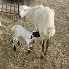 رخال رفد دفيع خلفه