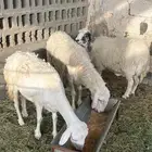 ثلاث رخال شرط دفيع