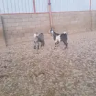 تيس وجمده