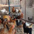 دجاج بلدي للبيع