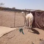 قعود عفر